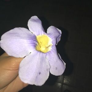 Meet your Posher, Elise